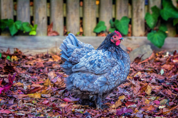 110+ Buff Cochin Bantam Chicken Stock Photos, Pictures & Royalty-Free  Images - iStock
