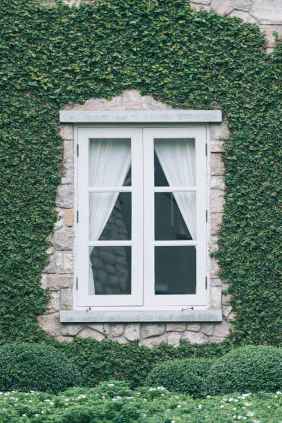 istock Brick wall and window covered with green creeper plant 1156207694