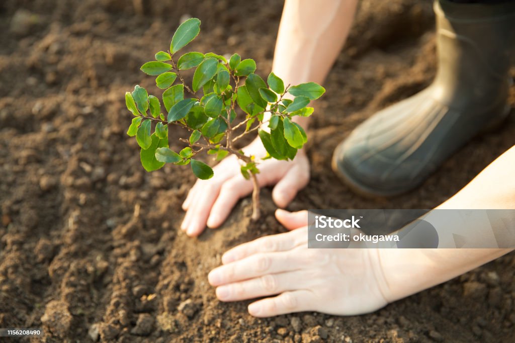 planting a young tree man planting a young tree Tree Stock Photo