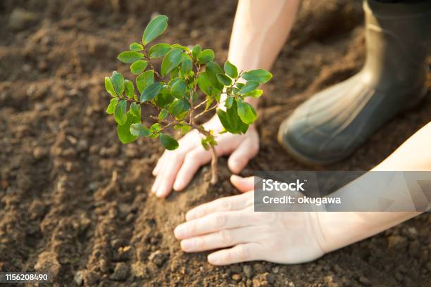 Planting A Young Tree Stock Photo - Download Image Now - Tree, Planting, Plant