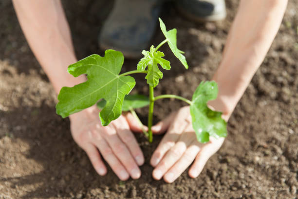 plantation d'un figuier - fig leaf photos et images de collection