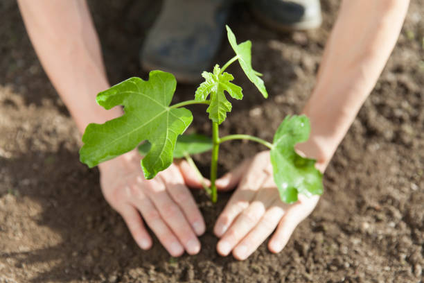 planting a fig tree man planting a fig tree fig tree photos stock pictures, royalty-free photos & images