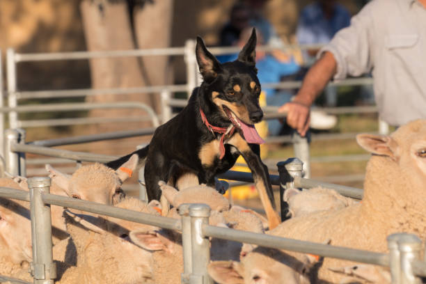 istock NSW Utility Dog State Championship 1156209115