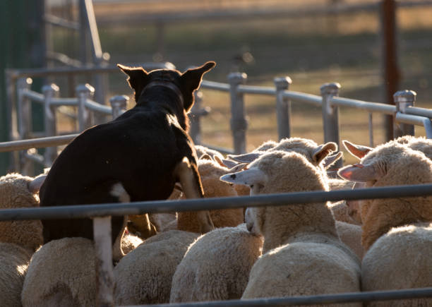 istock NSW Utility Dog State Championship 1156209159