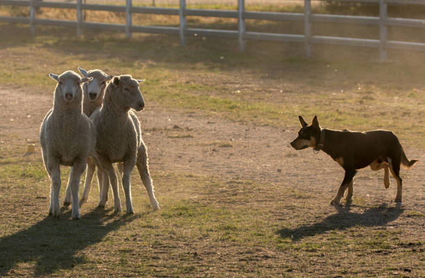 istock NSW Utility Dog State Championship 1156209175