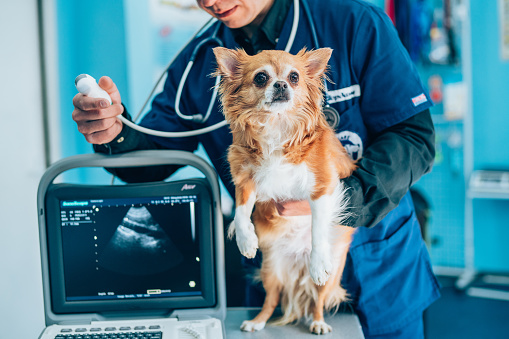 Veterinary ultrasound