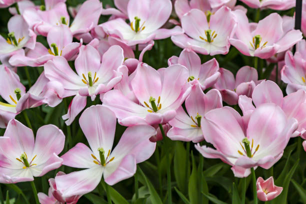 istock extra wide open soft pink tulips in bloom 1156210319