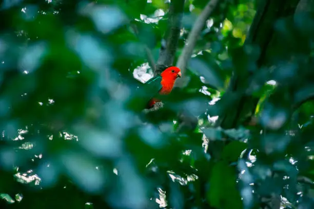 Australian King Parrot amongst nature during the day.
