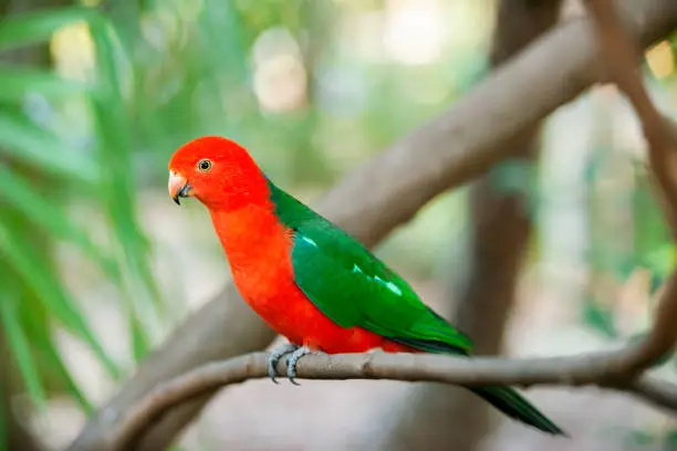 Australian King Parrot amongst nature during the day.