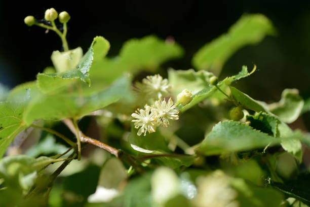 istock Linden flowers on a tree branch close up on a sunny day 1156213580