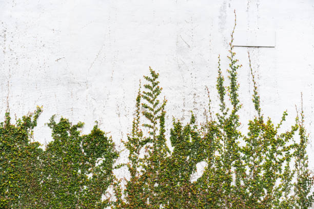 istock old vintage wall and green grass 1156216849