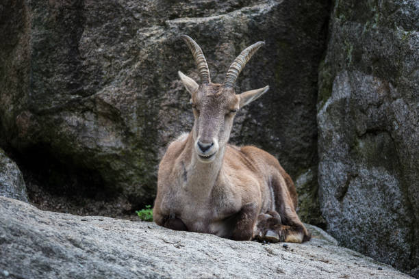 istock Male mountain ibex or capra ibex sitting on a rock 1156218621