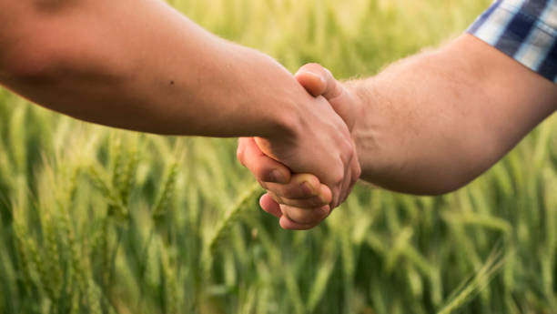 A firm handshake between two male farmers on the background of a wheat field stock photo