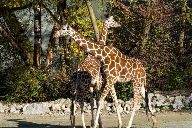 Two giraffes cut out on white background