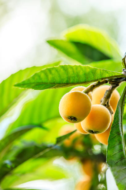 Ripe fruit loquat on tree in the garden,fresh fruit scene