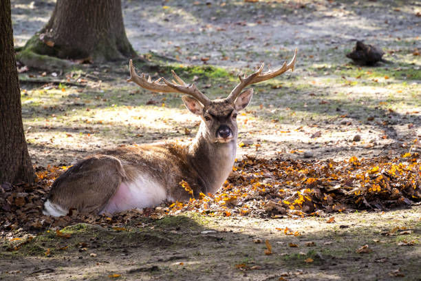 dama dama ist ein wiederkäuer - fallow deer fawn deer fallow field stock-fotos und bilder