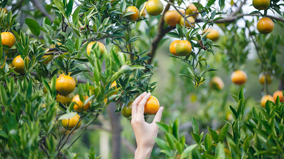 woman hand picking an ripe orange on tree