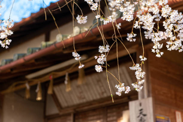 istock Old wooden architecture and cherry blossom 1156220403