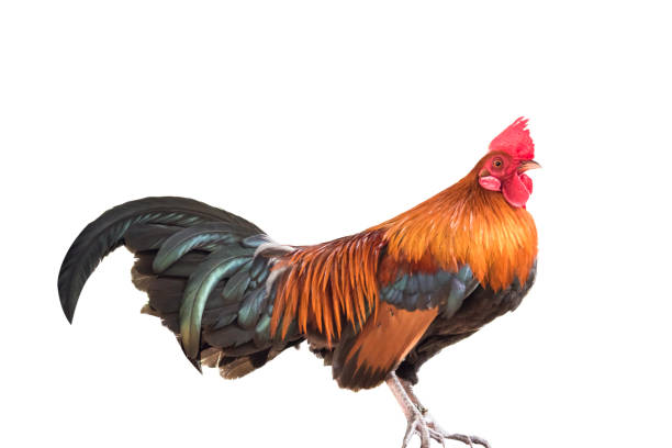 istock Colorful of rooster 1156221028