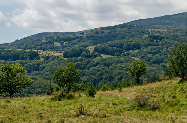 istock Summer green forest, single trees in the fresh glade with different grass blossom  wildflower, Vitosha mountain 1156221831