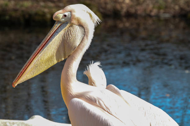 istock Great White Pelican, Pelecanus onocrotalus in the zoo 1156224016