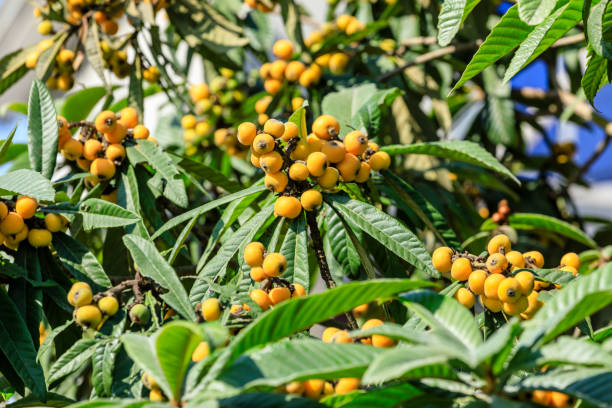 istock Ripe fruit loquat on tree in the garden 1156224042