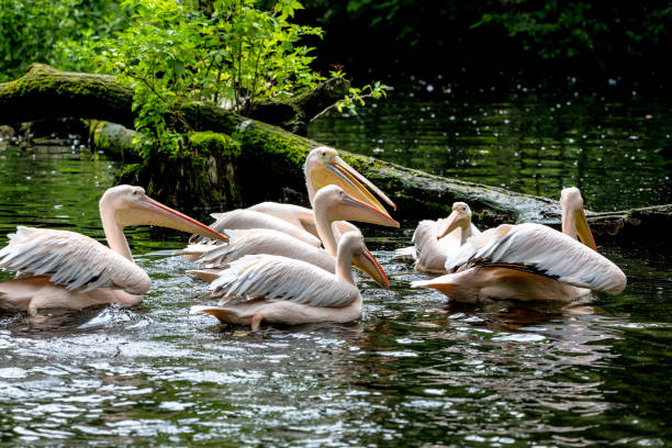 istock Great White Pelican, Pelecanus onocrotalus in the zoo 1156224661