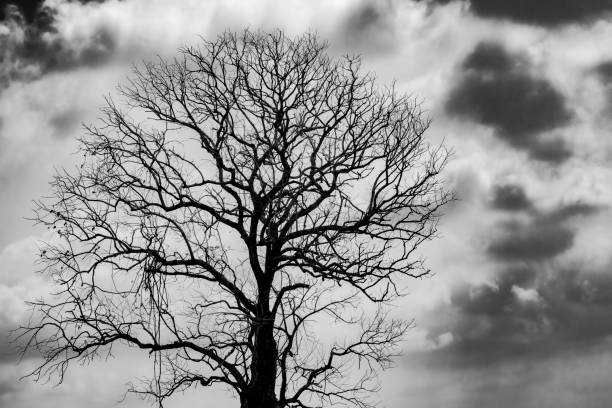 istock Silhouette dead tree  on dark grey sky and white clouds background for  scary, death, and peace concept. Halloween day background. Art and dramatic on black and white. Despair and hopeless concept. 1156224995