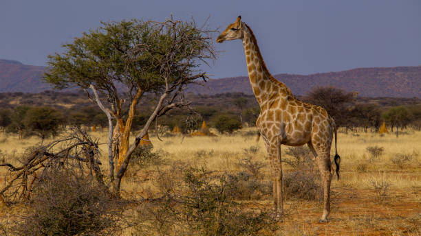 istock Giraffe in Etosha National Park 1156225031