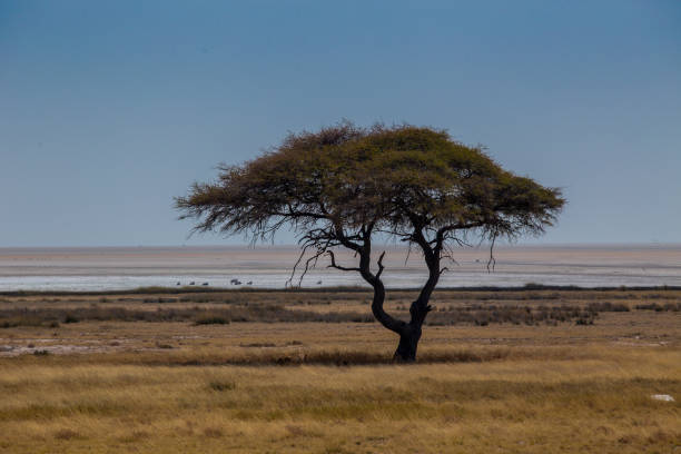 istock Etosha National Park 1156225102