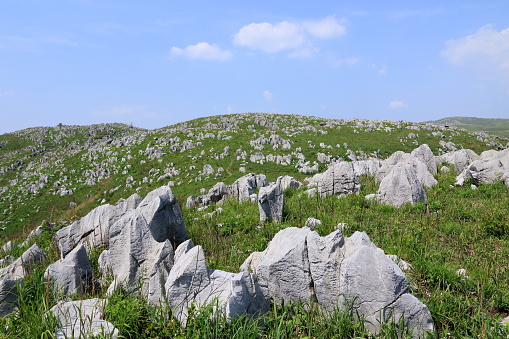 Akiyoshidai is the biggest karst plateau of Japan in Yamaguchi Prefecture. The early summer is the attractive season when gray limestones harmonize with the fresh green and blue sky beautifully.