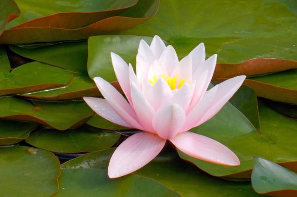 istock water lily flower 1156226118