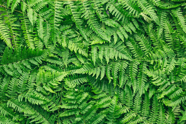 sfondo foglie di felce - fractal fern foto e immagini stock