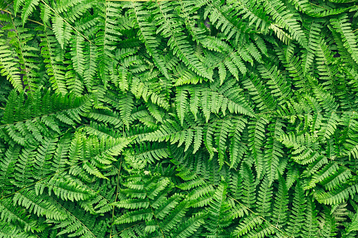 Top View of fern background