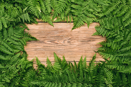 Fern background frame on wooden table