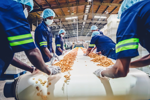 Trabajadores de la línea de producción recogiendo galletas recién horneadas del cinturón transportador photo
