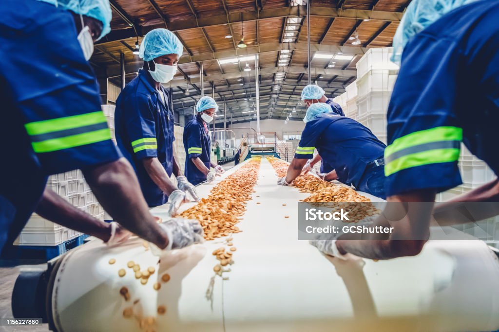 Production Line Workers Collecting Freshly Baked Biscuits from the Conveyor Belt Factory, Manual Worker, Quality Control - Biscuit Factory Worker Standing Besides the Conveyor Belt, Stacking the Freshly Baked Cookies for Packaging Food Stock Photo