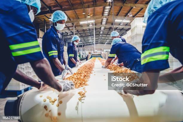 Production Line Workers Collecting Freshly Baked Biscuits From The Conveyor Belt Stock Photo - Download Image Now