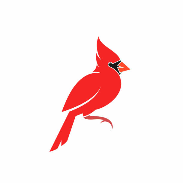 Northern cardinal. Cute bird. Crimson cardinal on white background Vector illustration (EPS) cardinal bird stock illustrations