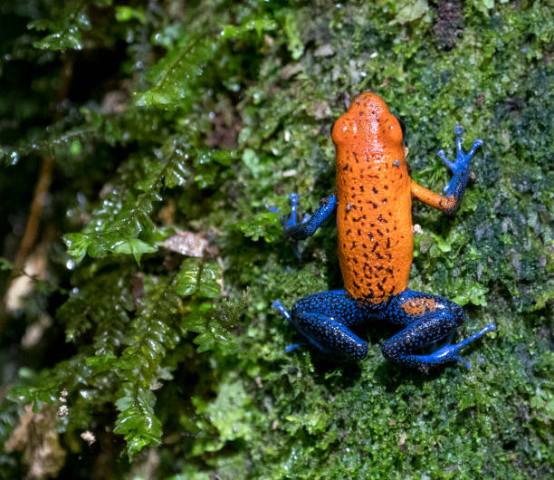 Blue-jeans frog stock photo