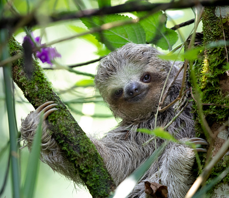 A young three-toed sloth climbing in a tree