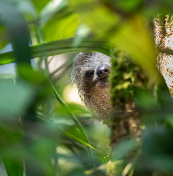 Three-toed sloth stock photo