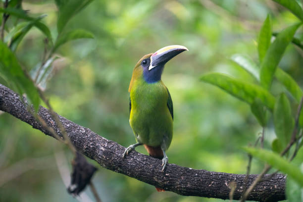 Emerald toucanet stock photo