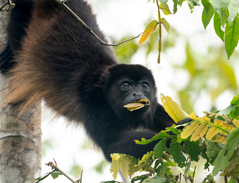 Howler monkey eating leaf