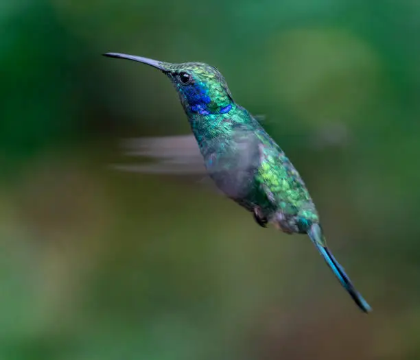 Green violetear hummingbird in flight