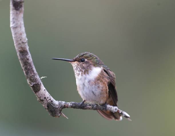 istock Volcano hummingbird 1156231785
