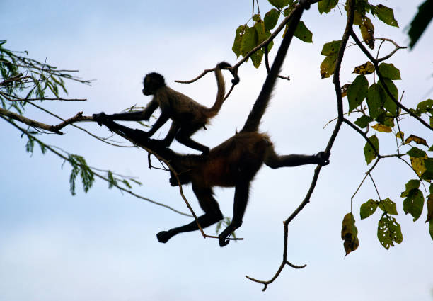 Spider monkeys climbing tree stock photo