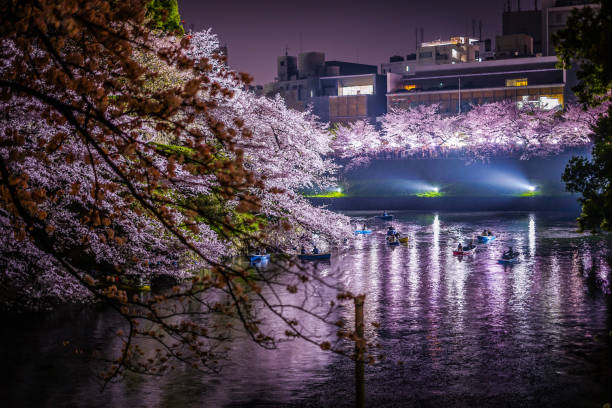 chidorigafuchi va a ver las flores de cerezo por la noche - 12018 fotografías e imágenes de stock