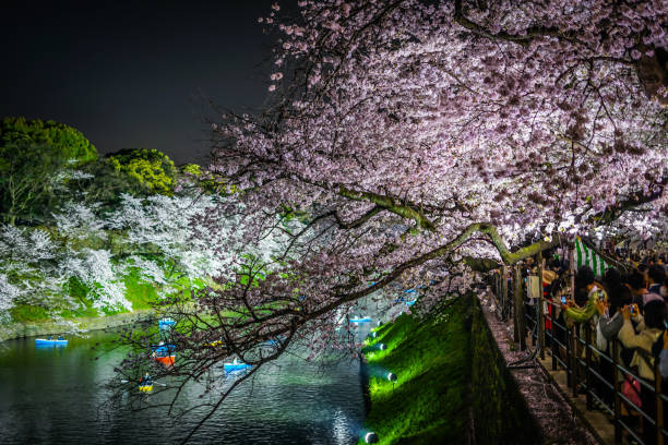 千鳥ヶ淵は夜桜を見に行く - 12014 ストックフォトと画像