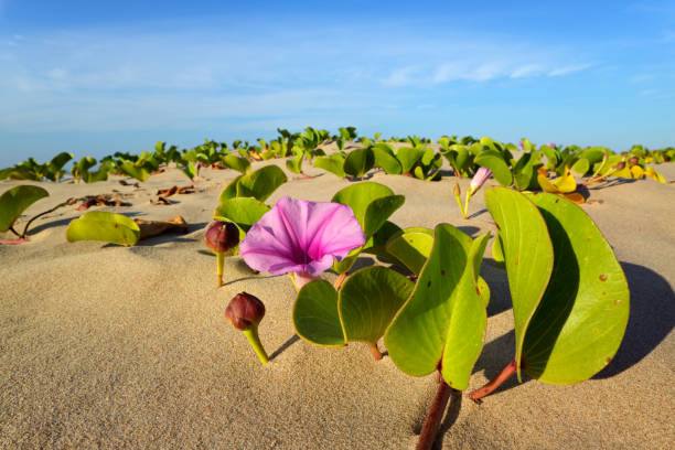 istock Beach morning glory (Ipomoea pes-caprae), South Africa 1156234403